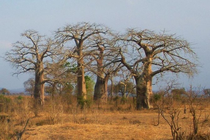 2 Days - Mikumi Safari Depart From Zanzibar or Dar Es Salaam - Reviews and Pricing