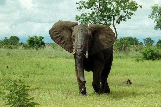 2 Days - Mikumi Safari Depart From Zanzibar or Dar Es Salaam - Accommodations and Meals
