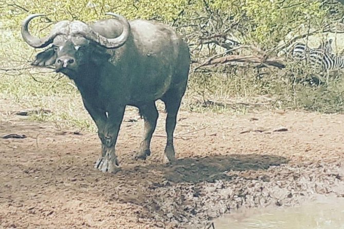 2 Days - Mikumi Safari Depart From Zanzibar or Dar Es Salaam - Departure Locations and Times
