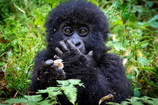 2 Days Mountain Gorilla Safari Rwanda - Kigali City and Historical Tour