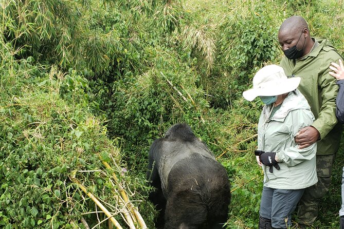 2 Days Mountain Gorilla Safari Rwanda - Transportation and Pickup Details