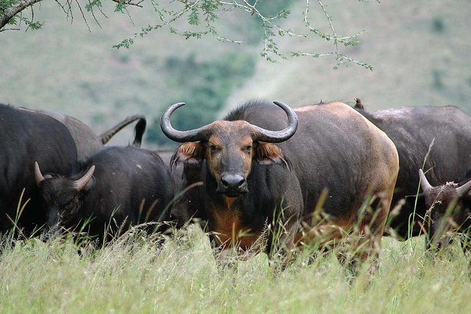 2 Days Mountain Gorilla Safari Rwanda - Health and Accessibility