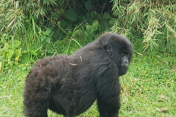 2 Days Mountain Gorilla Safari Rwanda - Booking and Cancellation