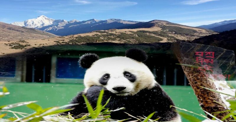 2 Days Mt. Siguniang+Wolong Panda Tour From Chengdu - Key Points