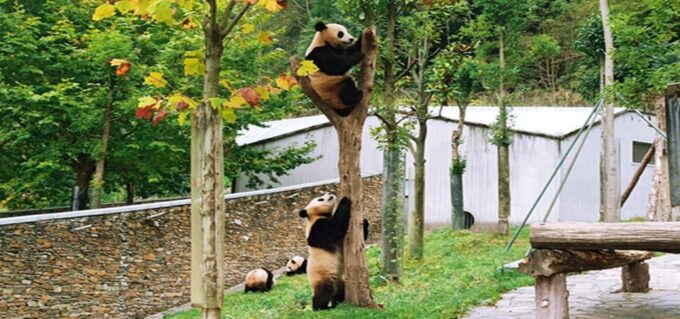 2 Days Mt. Siguniang+Wolong Panda Tour From Chengdu - Accommodation and Reservations