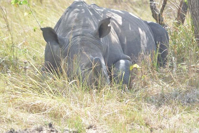 2-days Murchison Falls and Wildlife Game Viewing - Accommodation Options