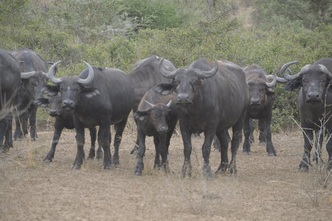 2-days Murchison Falls and Wildlife Game Viewing - Wildlife Viewing Excursion