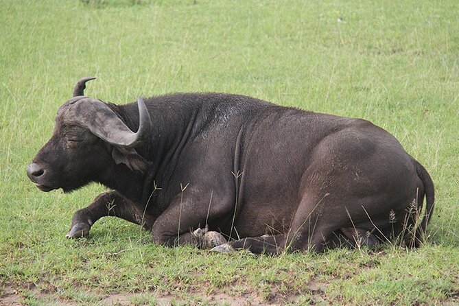 2-days Murchison Falls and Wildlife Game Viewing - Booking and Cancellation Policy