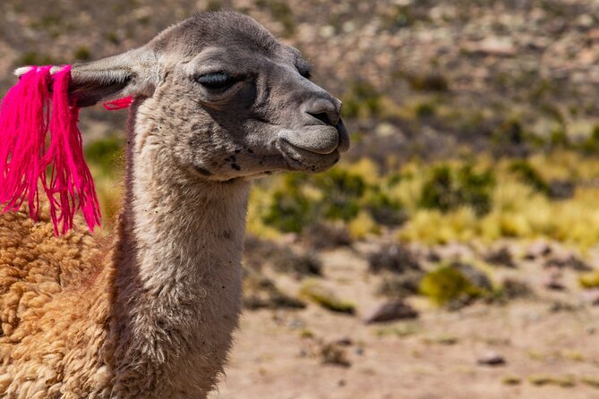 2 Days of Natural Experience in the Colca Canyon - Key Points