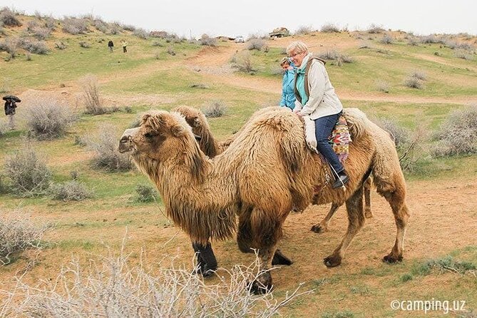 2 Days of Tour in Yurt Camp and Aydarkul - Day 2: Yurt Camp to Bukhara