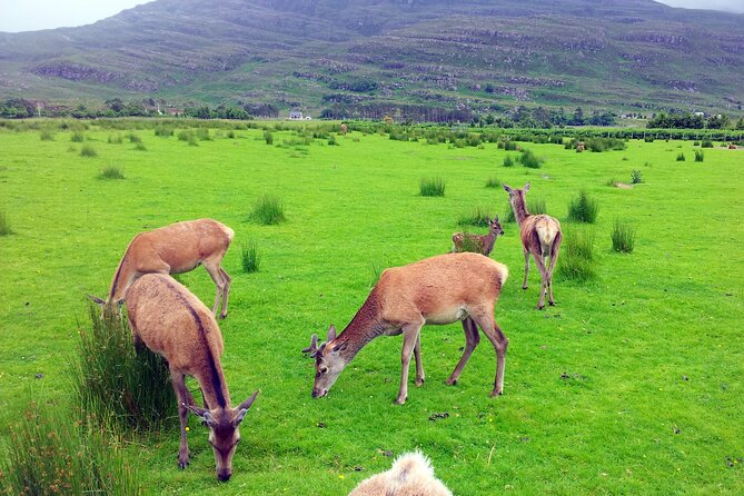 2 Days on the Loch Ness Canal of Caledonia and the Highlands - Indulging in Local Culinary Delights