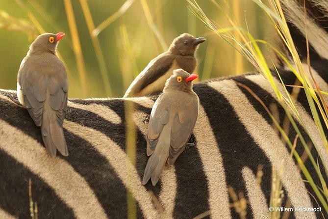 2-Days Pilanesberg Best Chance to View Big 5 With Private Extended Safari - Highlights of the 2-Day Adventure