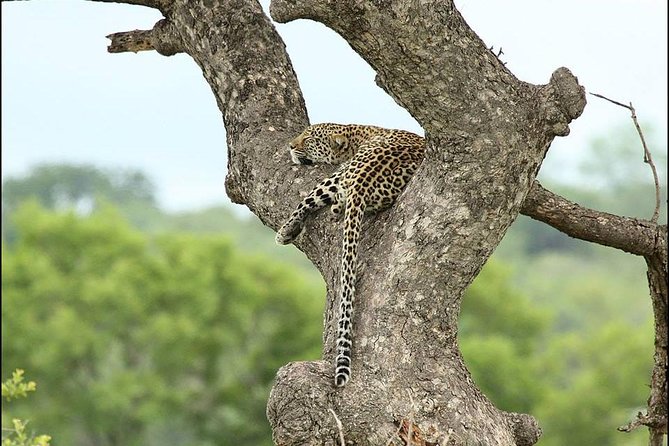 2-Days Pilanesberg Best Chance to View Big 5 With Private Extended Safari - Included Meals and Amenities