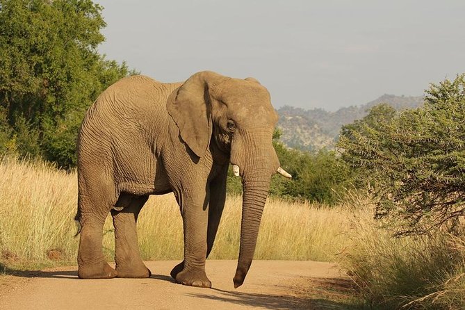 2-Days Pilanesberg Best Chance to View Big 5 With Private Extended Safari - Reviews and Ratings