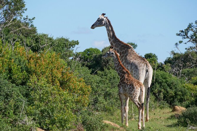 2 Days Pilanesberg National Park Luxury Safari - Itinerary for Your Adventure