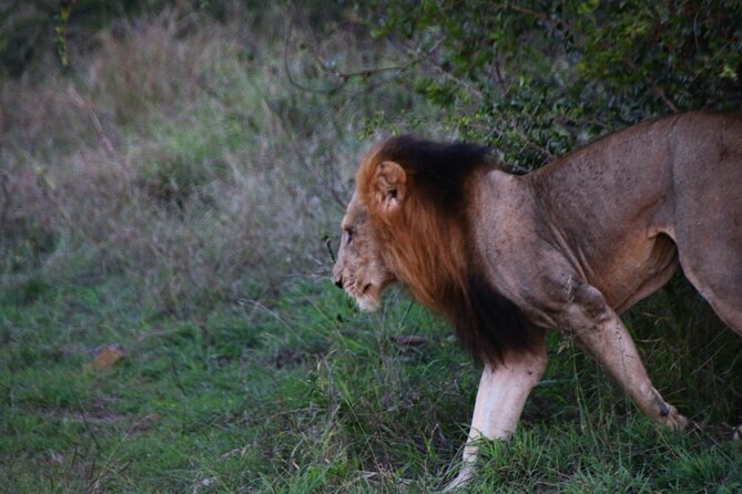 2 Days Pilanesberg National Park Luxury Safari - Transportation Details