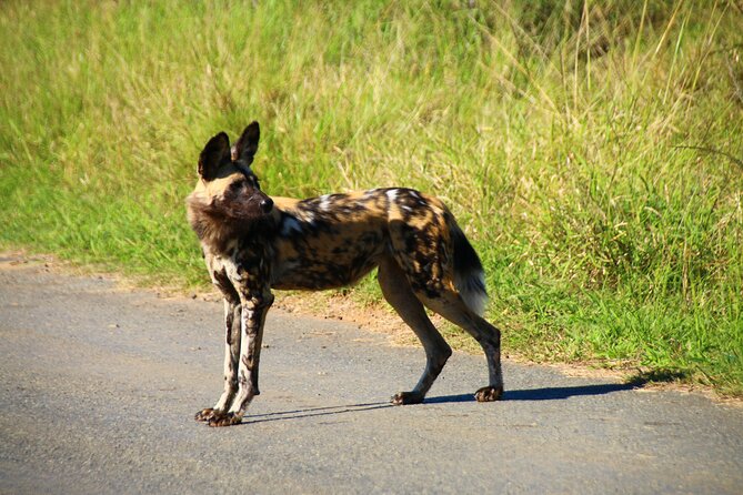 2 Days Pilanesberg National Park Luxury Safari - Health and Fitness Requirements