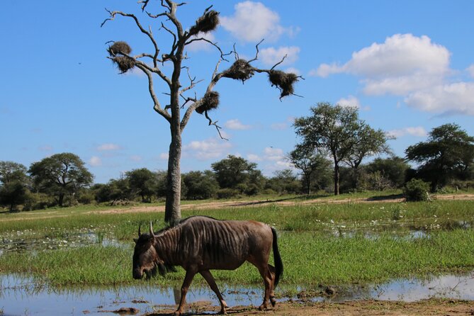 2 Days Pilanesberg National Park Luxury Safari - Booking and Cancellation Policies