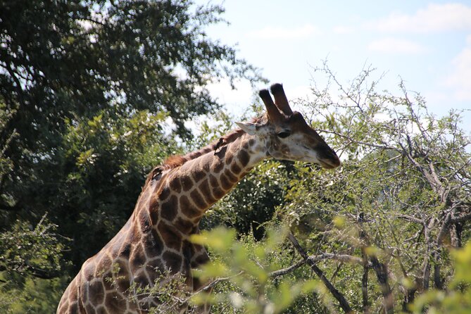 2 Days Pilanesberg National Park Luxury Safari - Guest Reviews and Feedback