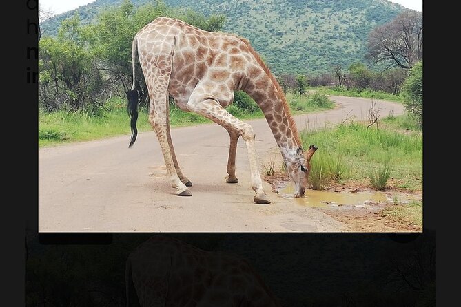 2 Days Pilanesberg Safari 4 Star Lodge - Traveler Experiences and Feedback