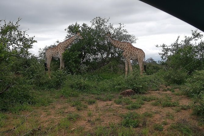 2 Days Pilanesberg Safari 4 Star Lodge - Tips for Your Safari Adventure