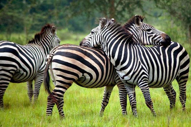 2 Days Popular Safari to Lake Mburo National Park - Key Points
