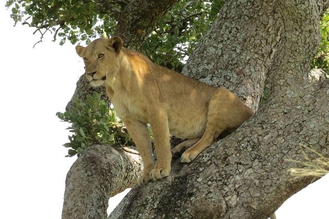 2 Days Popular Safari to Lake Mburo National Park - Meeting and Pick-up