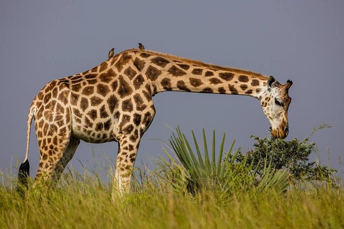2 Days Popular Safari to Lake Mburo National Park - Additional Information