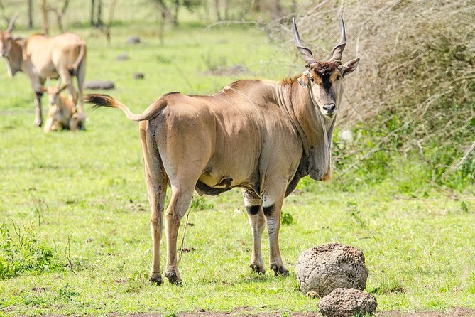 2 Days Popular Safari to Lake Mburo National Park - Accommodation and Meals