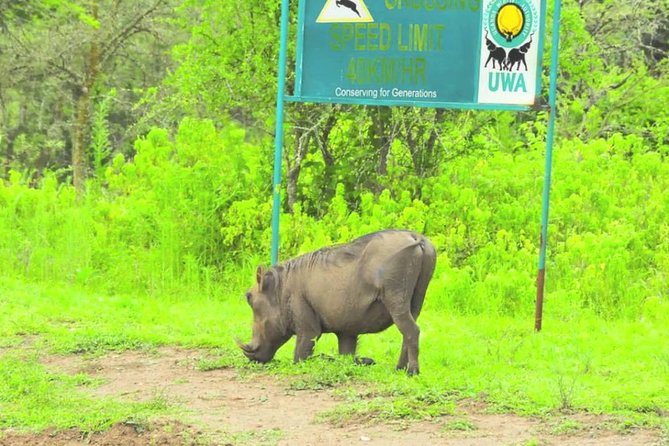 2 Days Popular Safari to Lake Mburo National Park - Wildlife Viewing Opportunities
