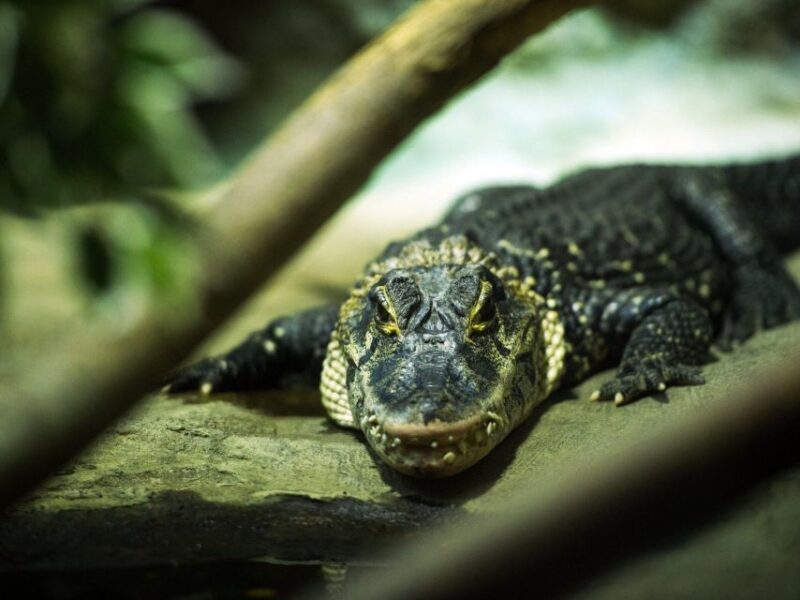 2 Days– Premium Tambopata Jungle Tour - Itinerary Highlights