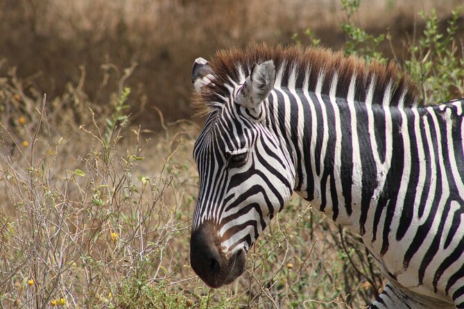 2 Days Private Camping Safari - Tarangire National Park Exploration