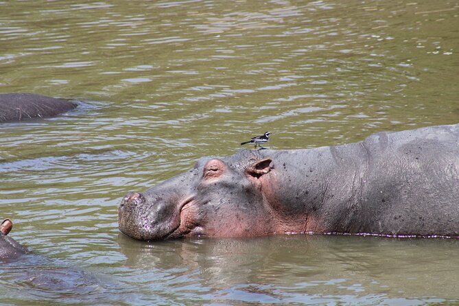 2 Days Private Camping Safari - Meals and Catering