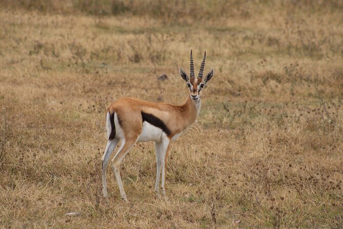 2 Days Private Camping Safari - Additional Travel Considerations