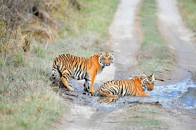 2 Days Private Jaipur & Ranthambore Tour (All Inclusive) - Pickup and Timing