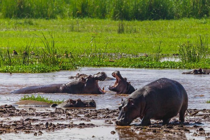 2-Days Private Midrange Safari From and to Zanzibar - Itinerary Day 1