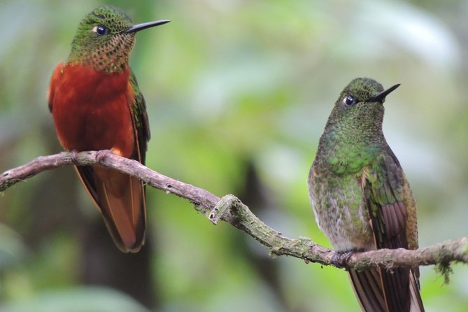 2-Days Private Quito Birdwatching Tour - Meeting and Pickup