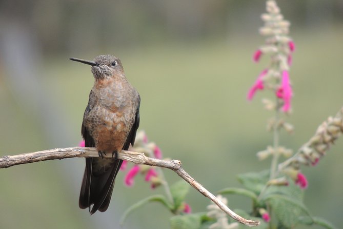 2-Days Private Quito Birdwatching Tour - Health and Safety Information