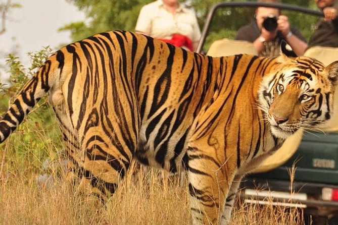 2-Days Private Ranthambhore Tiger Tour From Jaipur - Inclusions and Exclusions