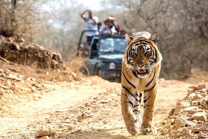 2-Days Private Ranthambhore Tiger Tour From Jaipur - Safari Details and Wildlife Viewing
