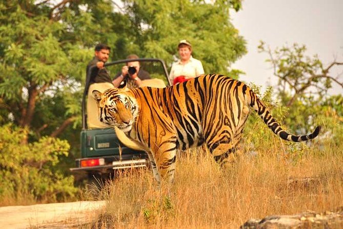 2-Days Private Ranthambhore Tiger Tour From Jaipur - Health and Safety Guidelines