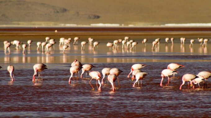 2-Days Private Roundtrip From Chile to Uyuni Salt Flats - Languages Offered and Pickup