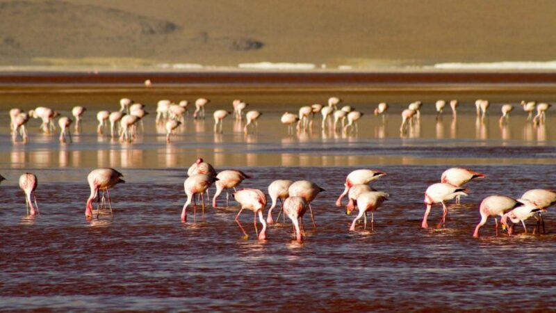 2-Days Private Roundtrip From Chile to Uyuni Salt Flats - Travel Experience