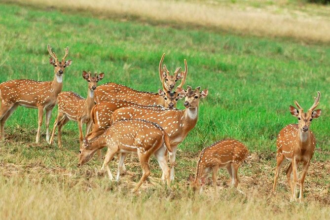 2 Days Private Tour of Sigiriya & Dambulla With Minneriya Safari - All Inclusive - Minneriya Safari