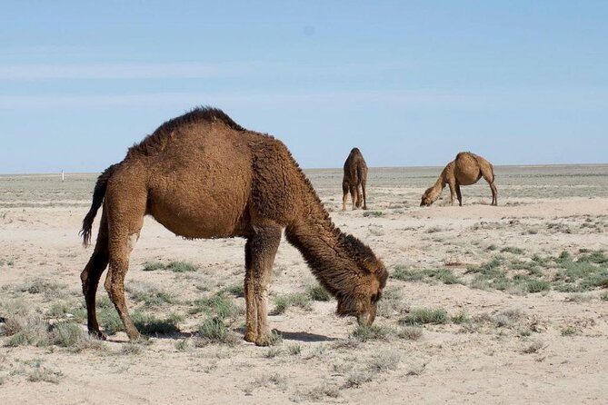 2 Days Private Tour To Aral Sea - Day 1: Nukus to Aral Sea