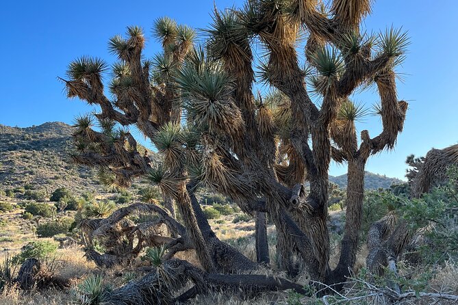 2-Days Private Tour to Joshua Tree National Park From Los Angeles - Inclusions and Amenities