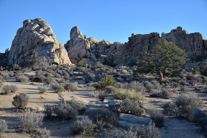 2-Days Private Tour to Joshua Tree National Park From Los Angeles - Tour Expectations and Requirements
