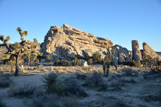 2-Days Private Tour to Joshua Tree National Park From Los Angeles - Customer Experiences and Reviews