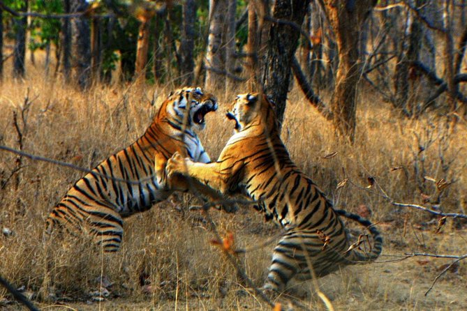 2 Days: Ranthambore Tiger Safari From Jaipur With Drop At Agra - Visiting Fatehpur Sikri