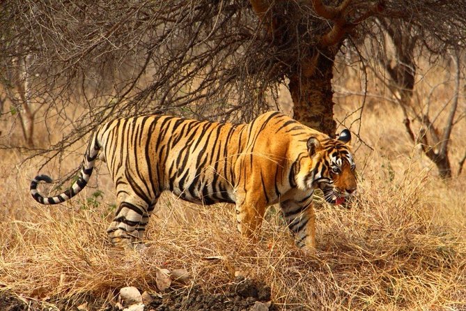 2 Days Ranthambore Tiger Safari With Tickets - Attractions in Ranthambore National Park